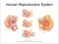 Image of Human Reproductive System